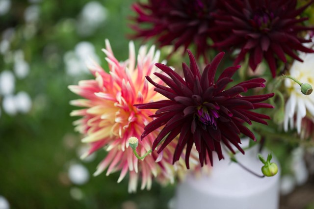 Vase of Dahlias Chat Noir and Akita