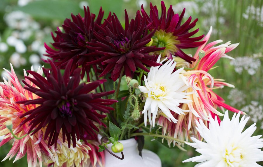 Dahlias Chat Noir and Akita cut flowers