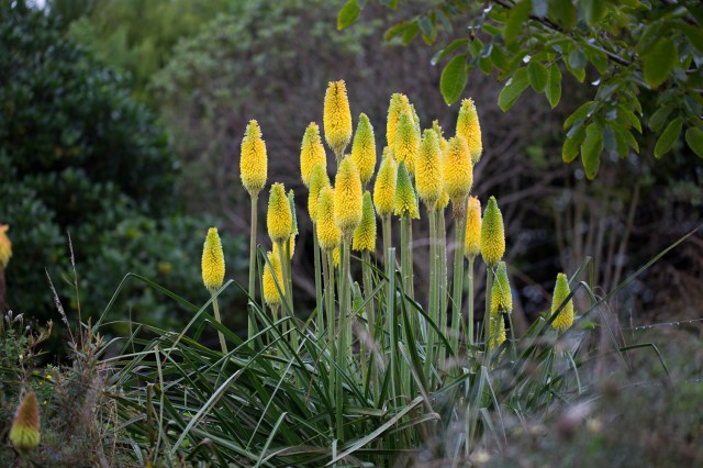 yellow knifphofia plant