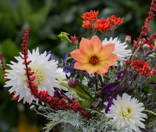 Single Dahlia and Chrysanthemums cut flowers