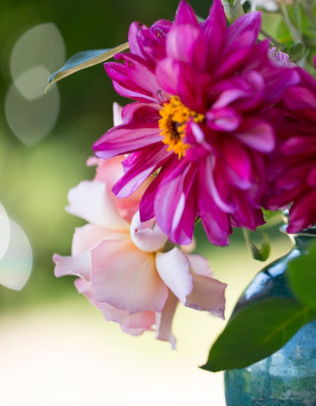 dahlia and rose compassion