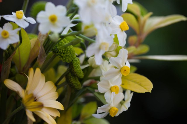 narcissus grand monarch