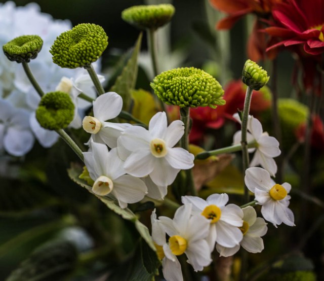 narcissus grand monarch