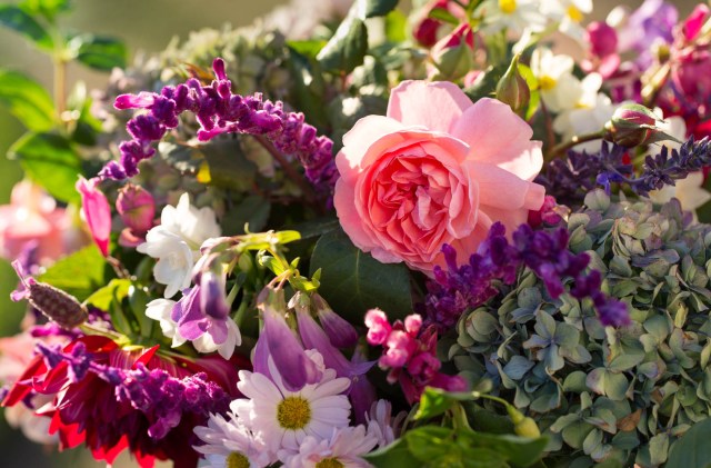 Rose Strawberry Hill with Dahlias and Chrysanthemum