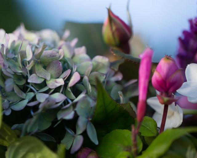 Hydrangea with Salvia