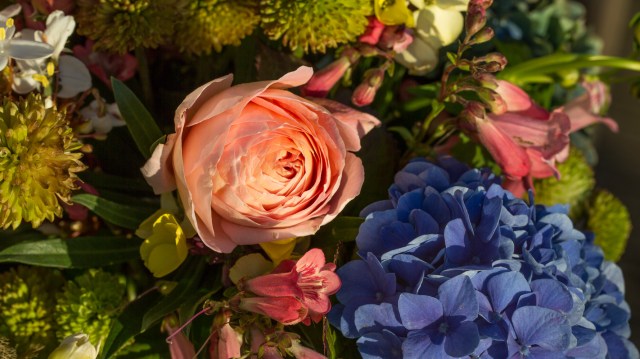 abraham darby rose cut flowers