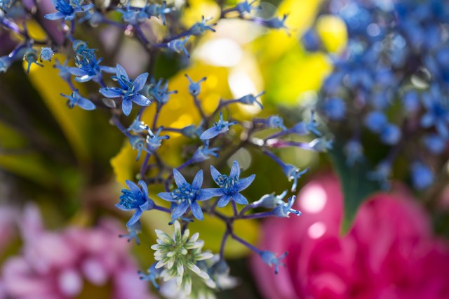 dichroa blue sapphire cut flower