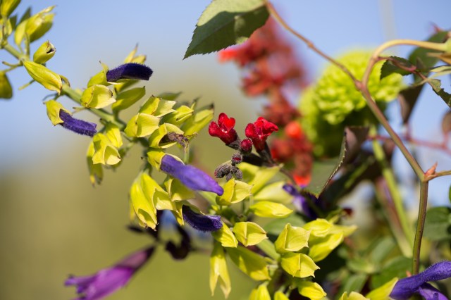 salvia flowers
