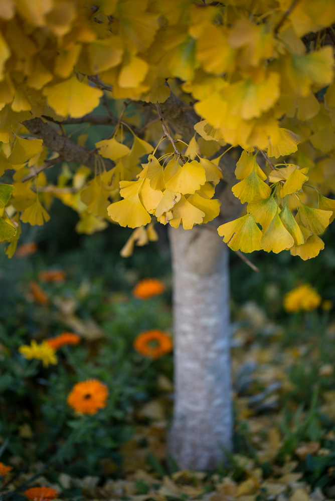 ginko tree with yellow leaves