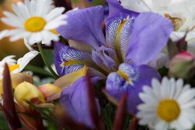 iris unguicularis and daisy