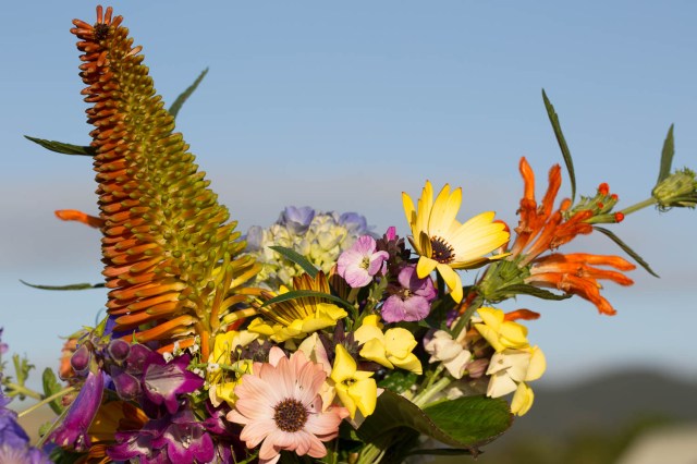 kniphofia and leonotis cut flowers