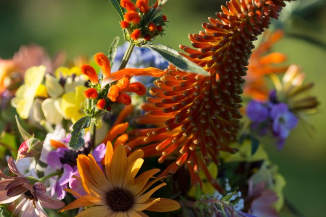 osteospermum terracotta with kniphofia and leonotis in vase