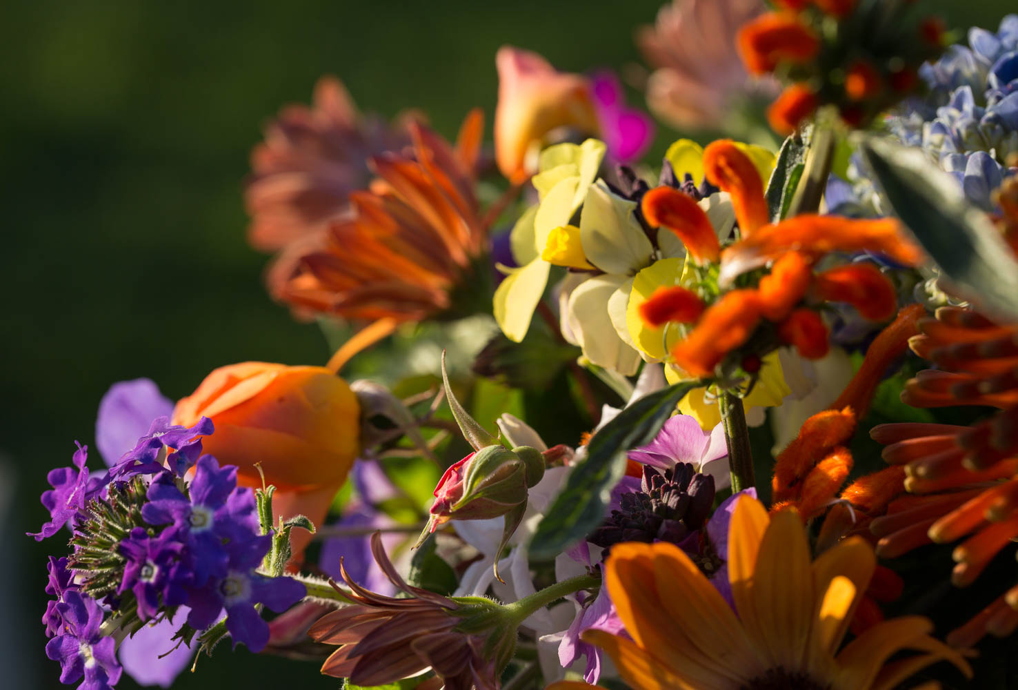 rose crepuscule bud with other flowers
