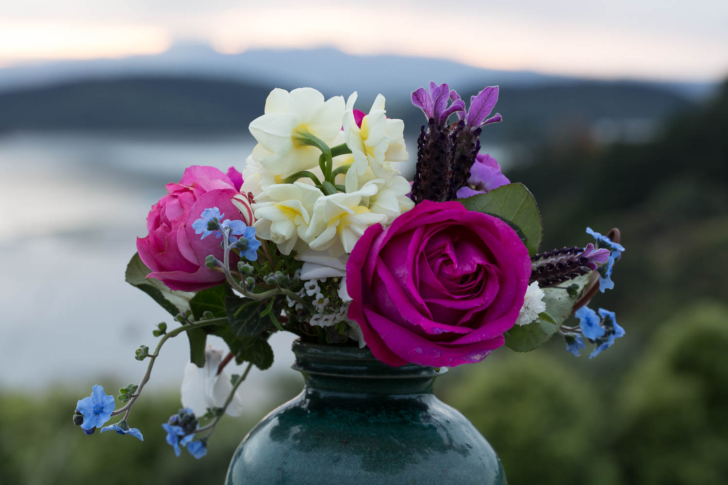 roses against sunrise cut flowers