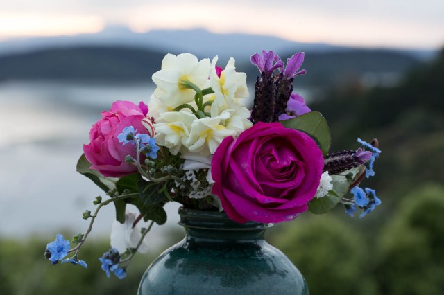 roses against sunrise cut flowers