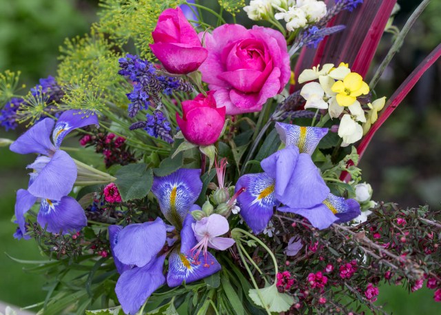 roses Gertrude Jeykll with iris and wallflowers