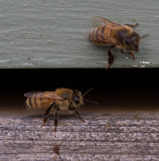 bee at hive mouth