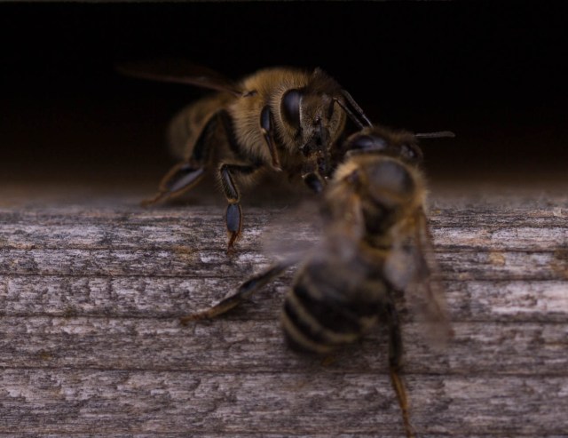 bee check at hive mouth (2)