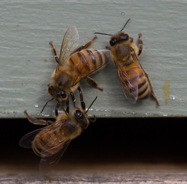 bee conversation with 3 bees