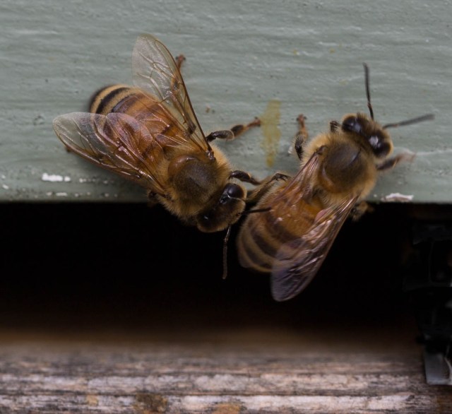 bee conversation outside hive