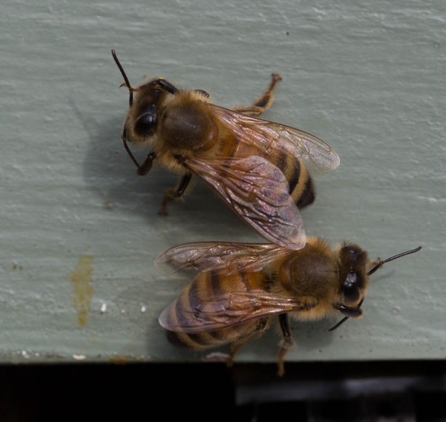 bees cleaning outside hive