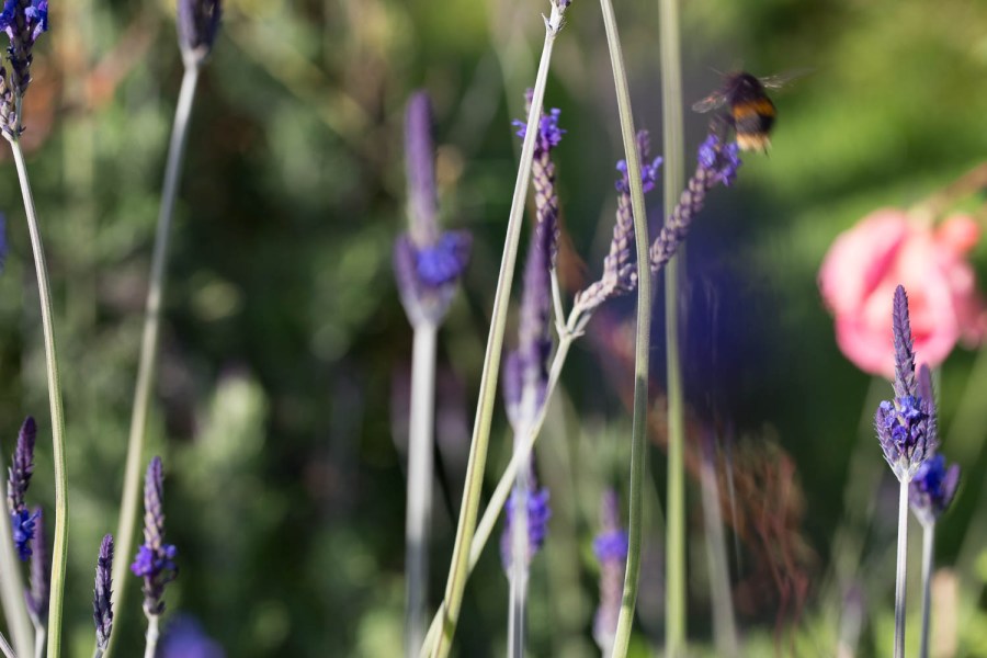 Bumble bee and flowers