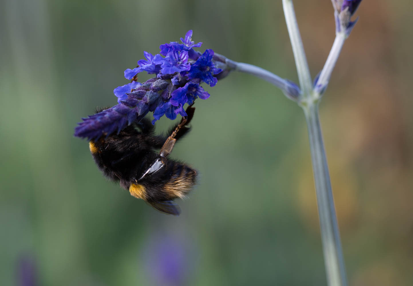 Bumble Bee on lavender Sidonie 1