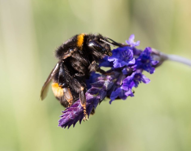 Bumble Bee on lavender Sidonie 3