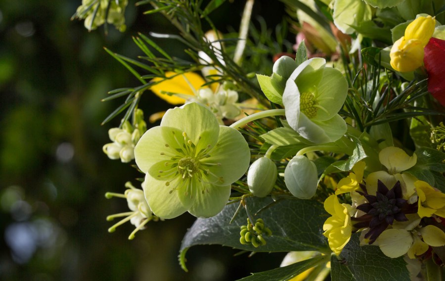 cut flower hellebore and grevillia