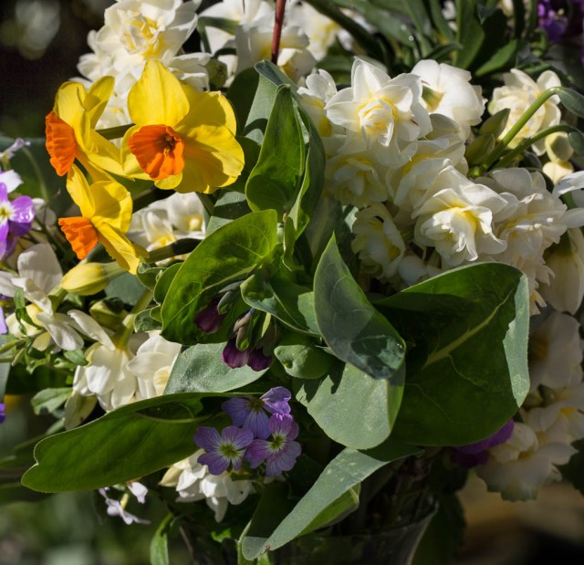 cut flowers honeywort and narcissus