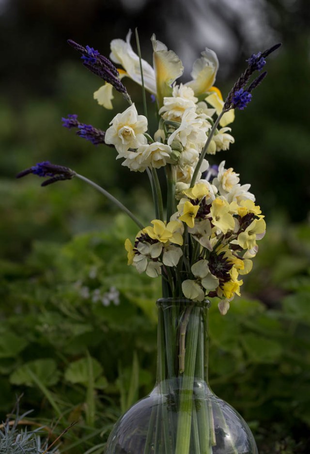 cut flowers spring bulbs