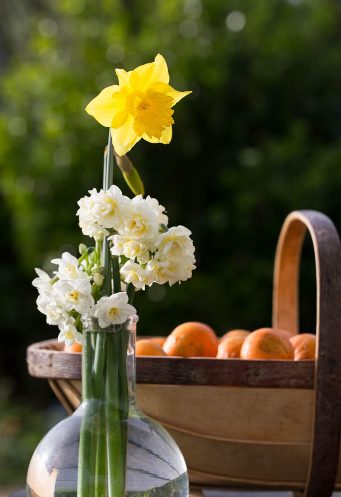 daffodil and narcissus with oranges in trug