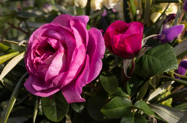 English rose Gertrude Jeykll cut flower