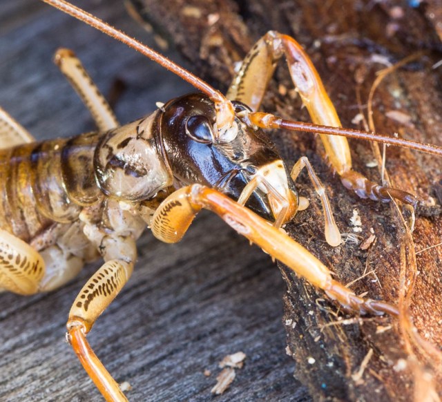 Hemideina thoracica male tree weta
