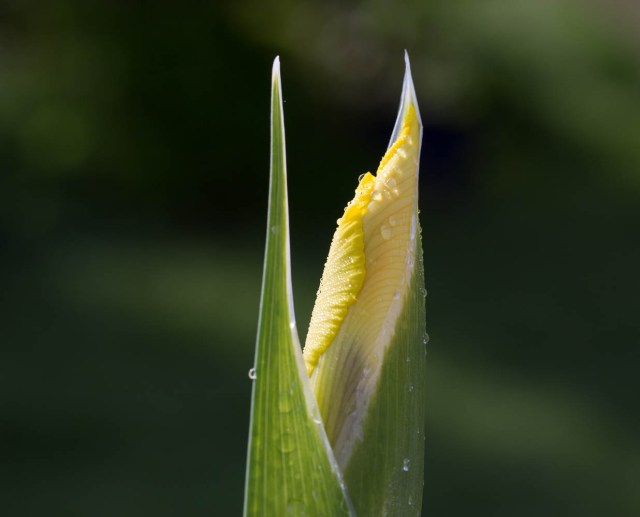 yellow dutch iris bud with water droplets