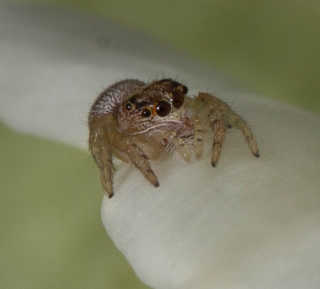 Jumping Spider Kawhia NZ