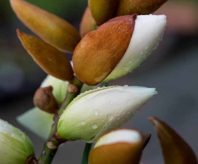 michelia bubbles flowers