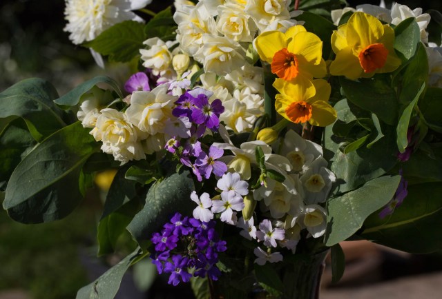 narcissi and Cerinthe cut flowers