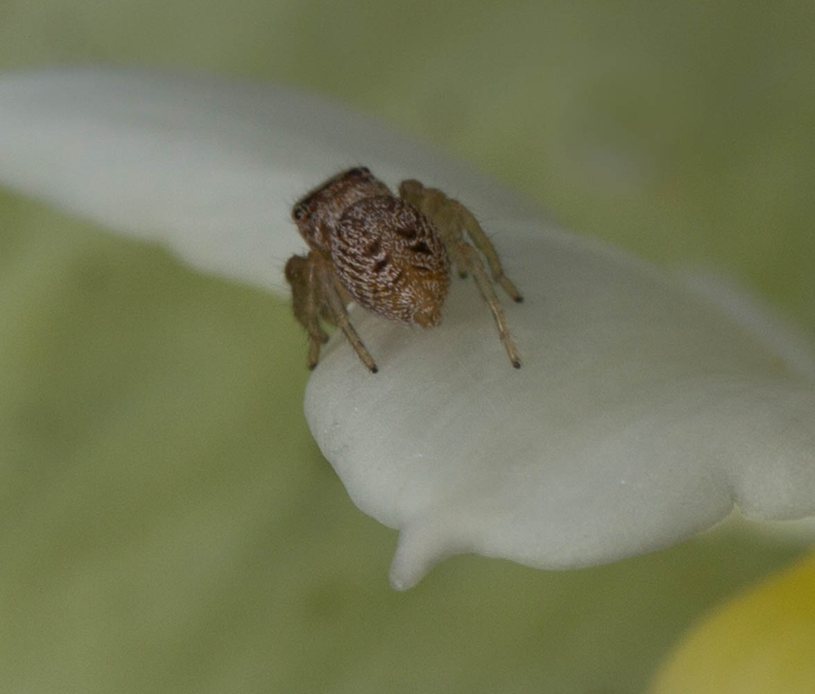 spider Salticidae NZ