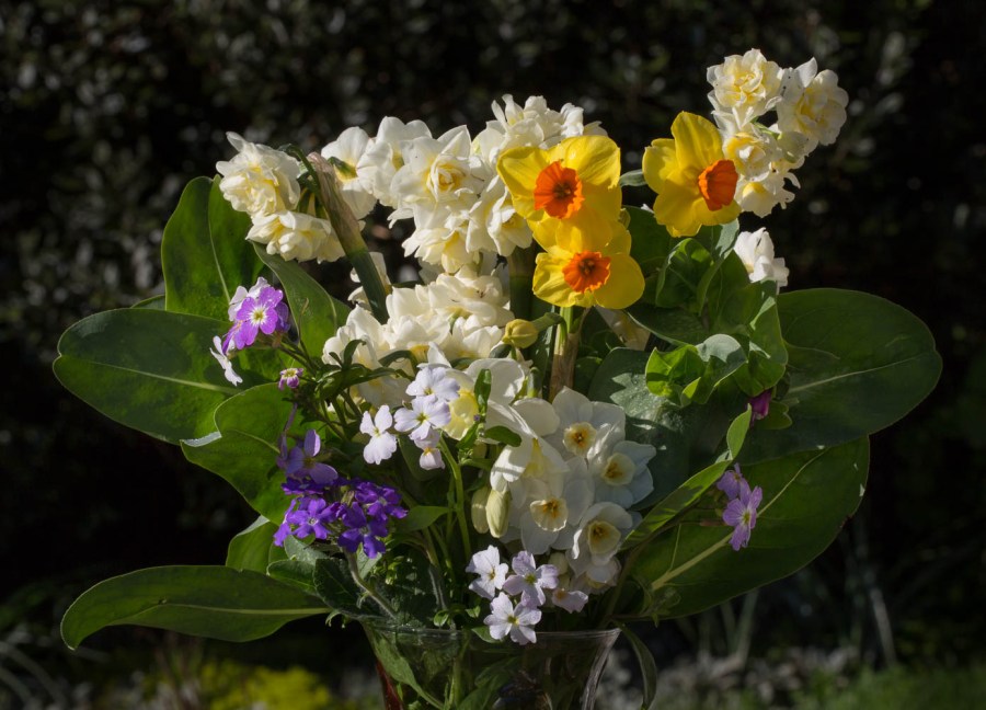 spring bulbs narcissus and verbena