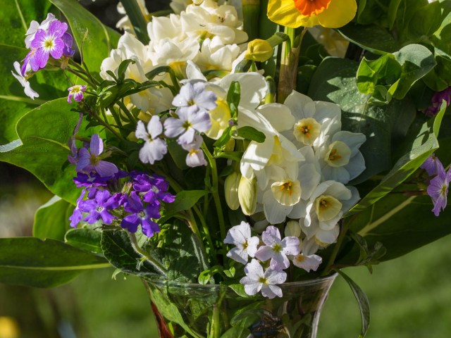 spring bulbs narcissus and verbena