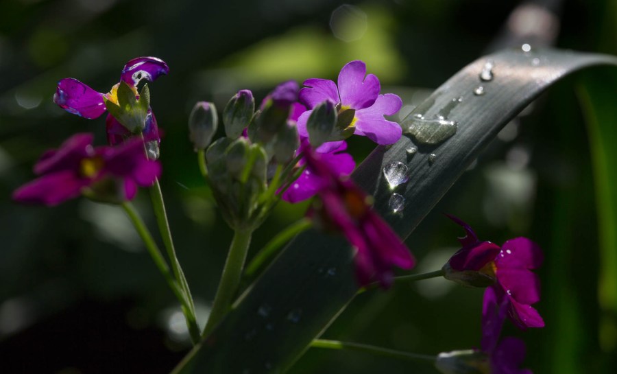 water drops on primula