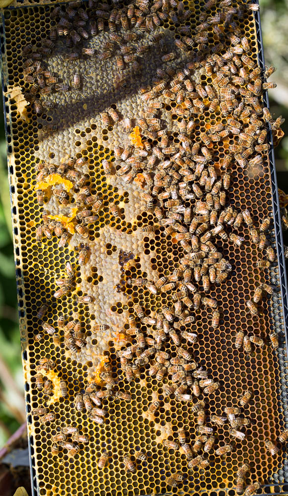 bees on frame