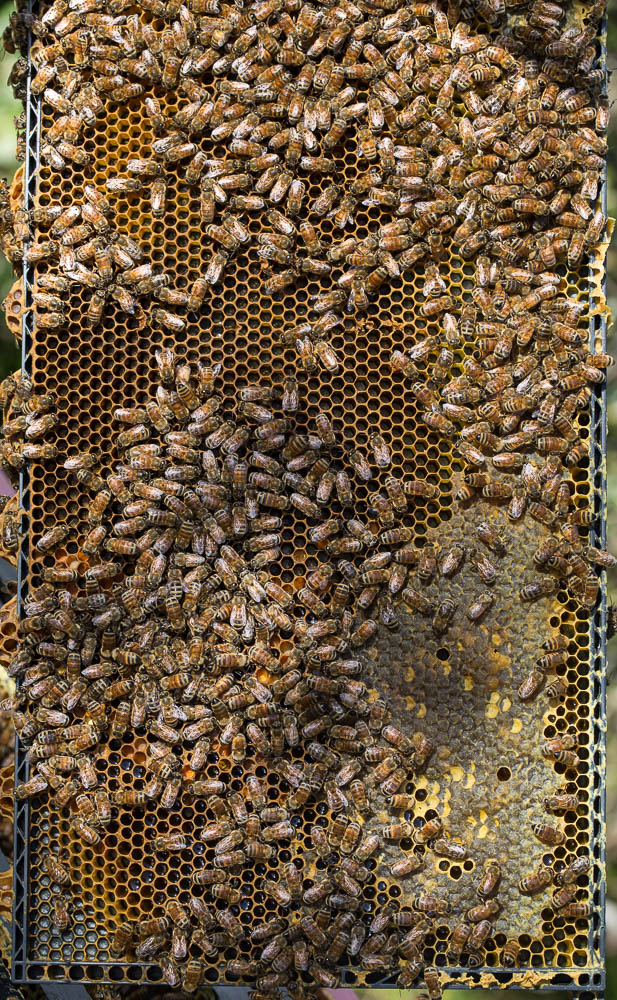 bees with brood (2)