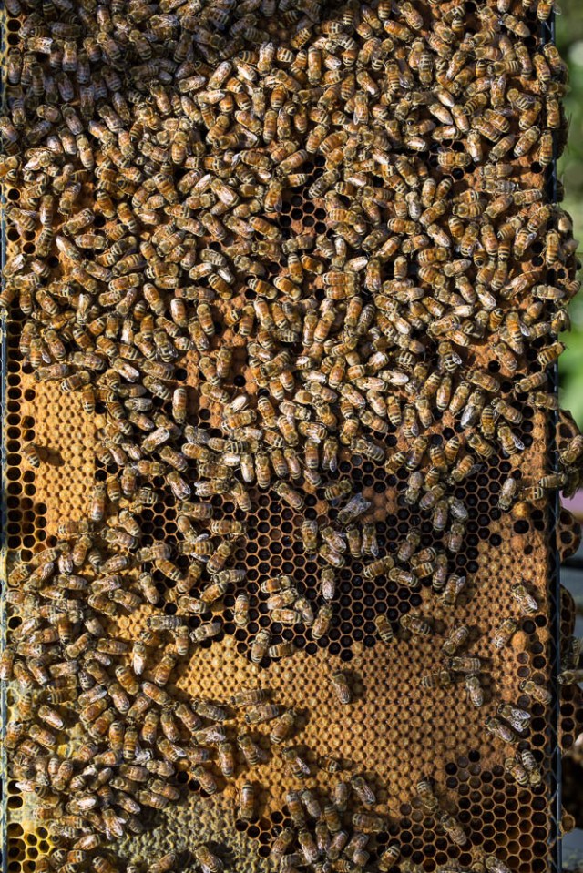 bees with brood in hive