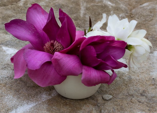 cut flowers magnolia