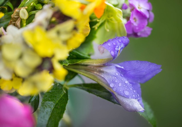 iris unguicularis with raindrops cut flowers