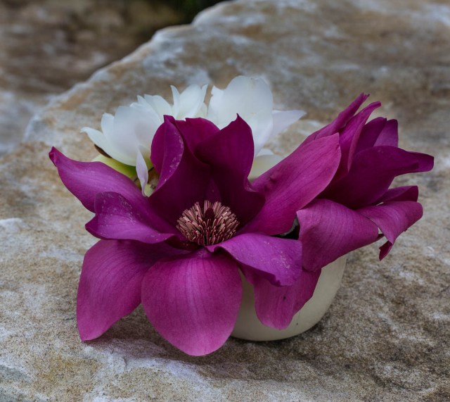 Magnolia flower