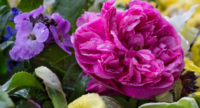 rose gertrude jeykll with water drops