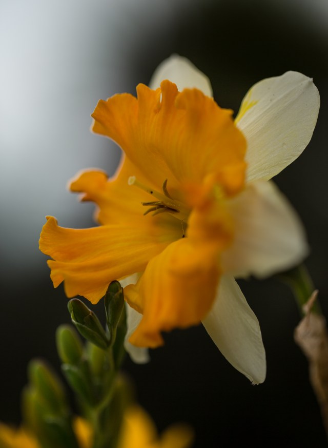 daffodil flower photograph